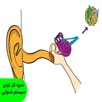 نحوه کار کردن سیستم شنوایی